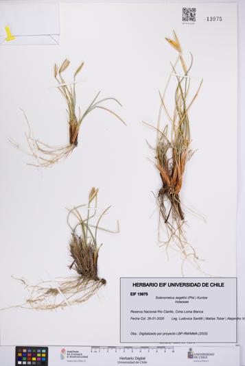Solenomelus segethii [Espécimen: UCH:EIF:0013975]