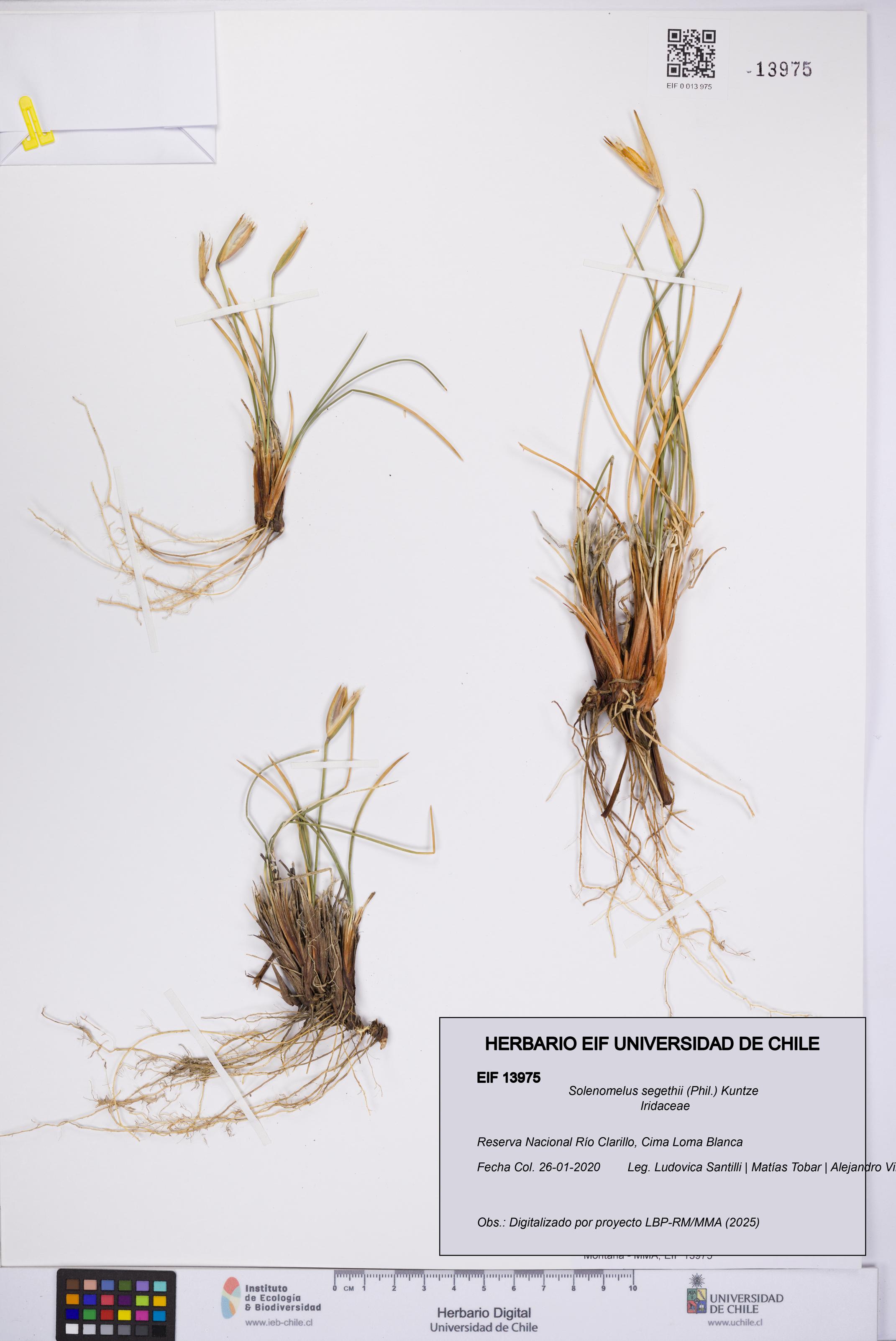 Solenomelus segethii [Espécimen: UCH:EIF:0013975]