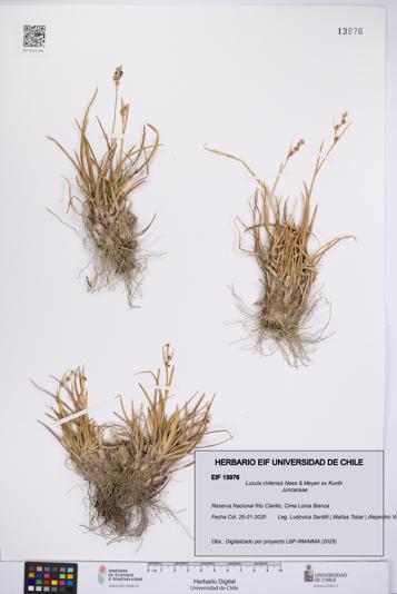 Luzula chilensis [Espécimen: UCH:EIF:0013976]