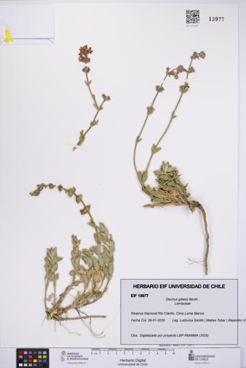 Stachys gilliesii [Espécimen: UCH:EIF:0013977]