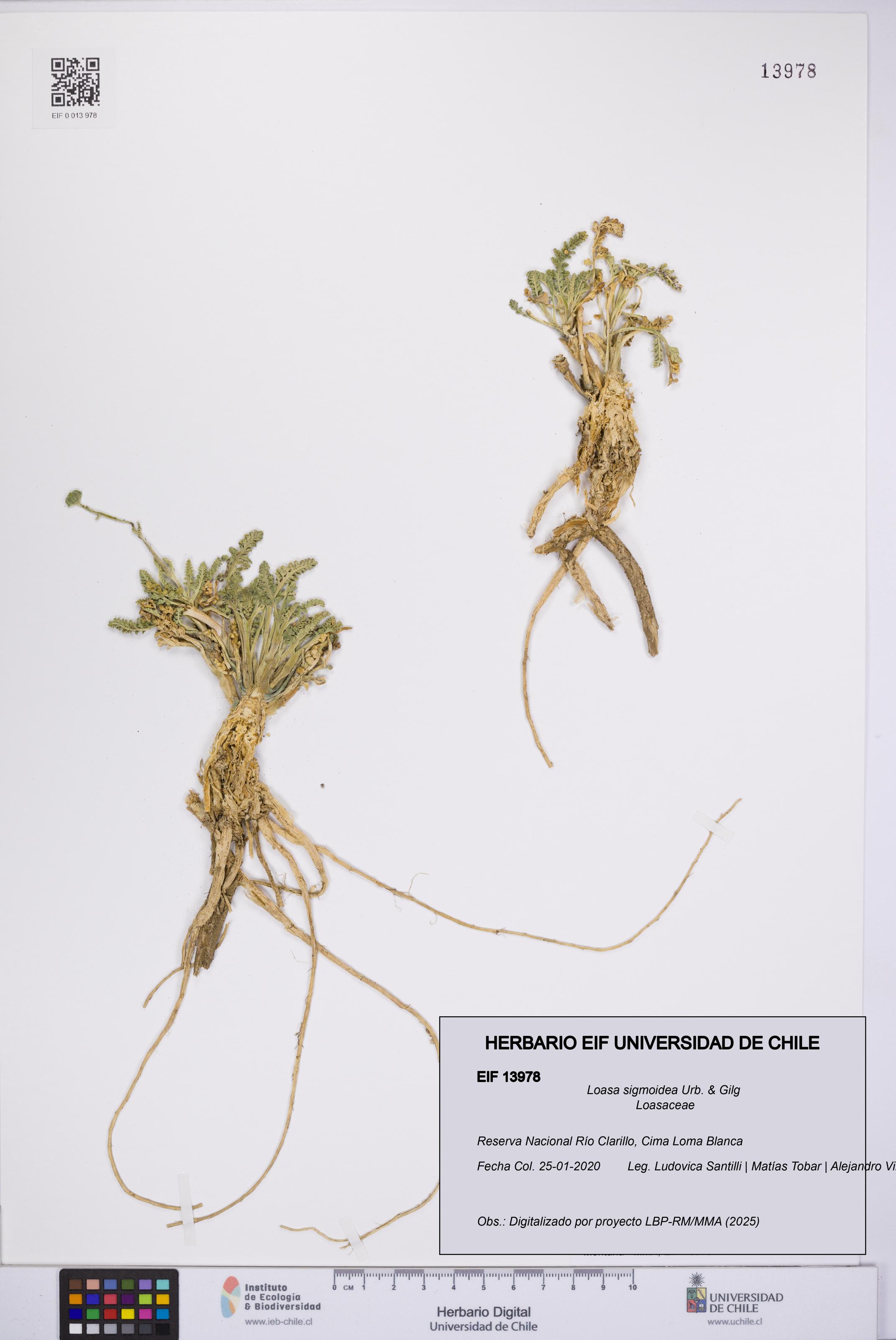 Loasa sigmoidea [Espécimen: UCH:EIF:0013978]