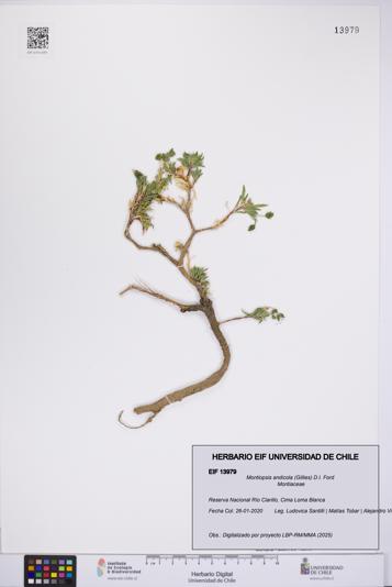 Montiopsis andicola [Espécimen: UCH:EIF:0013979]