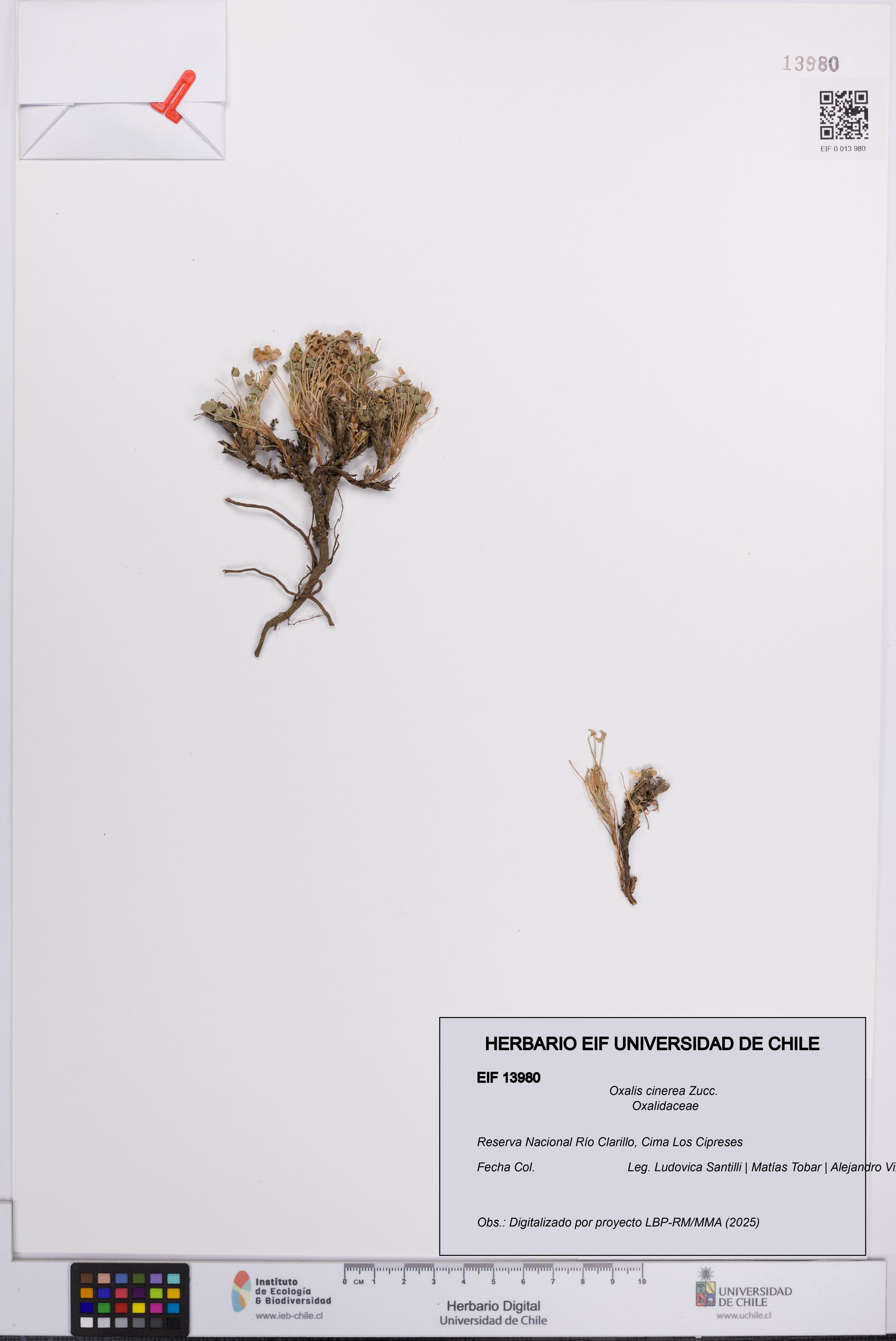 Oxalis cinerea [Espécimen: UCH:EIF:0013980]