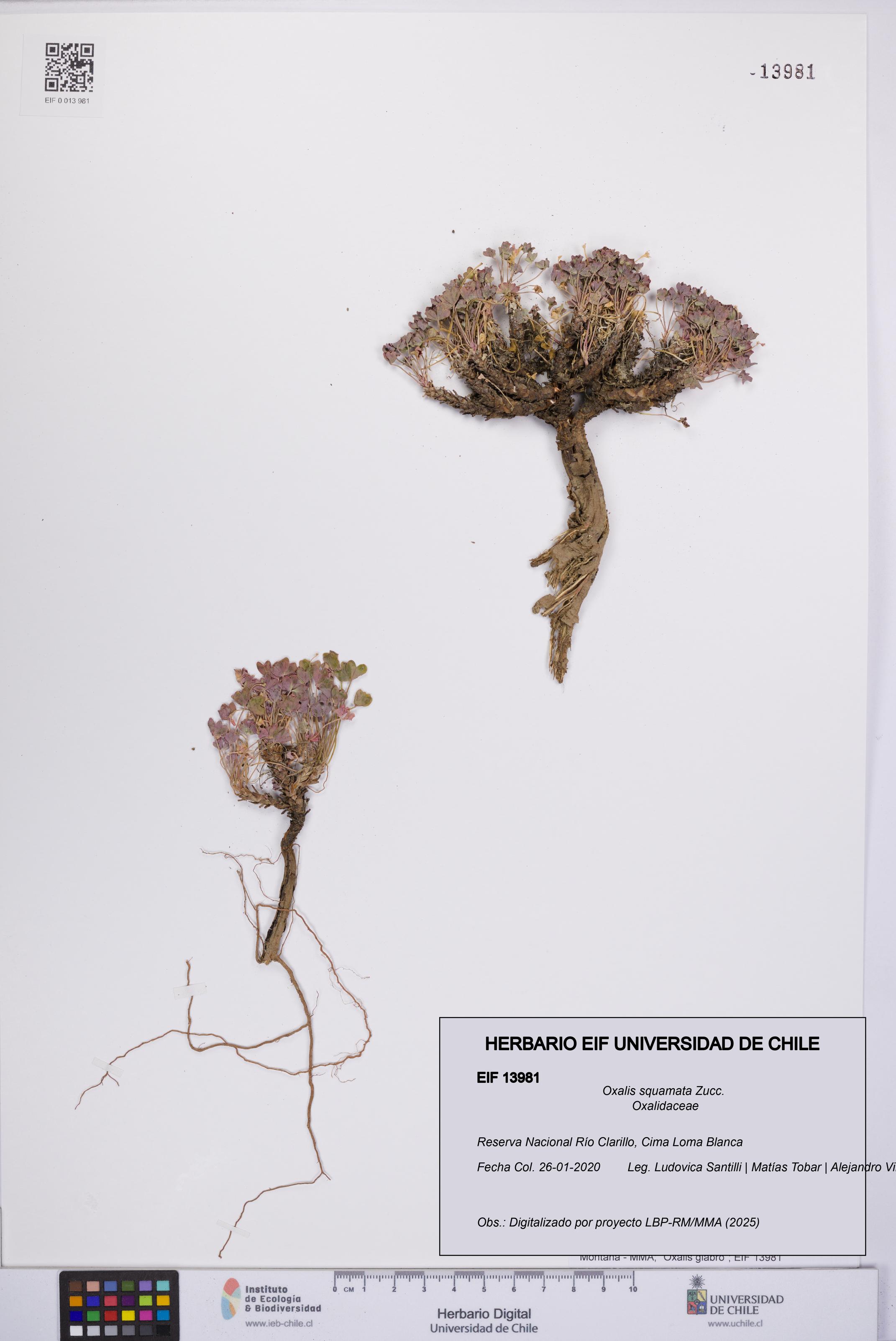 Oxalis squamata [Espécimen: UCH:EIF:0013981]