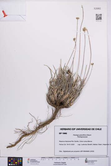 Plantago grandiflora [Espécimen: UCH:EIF:0013982]
