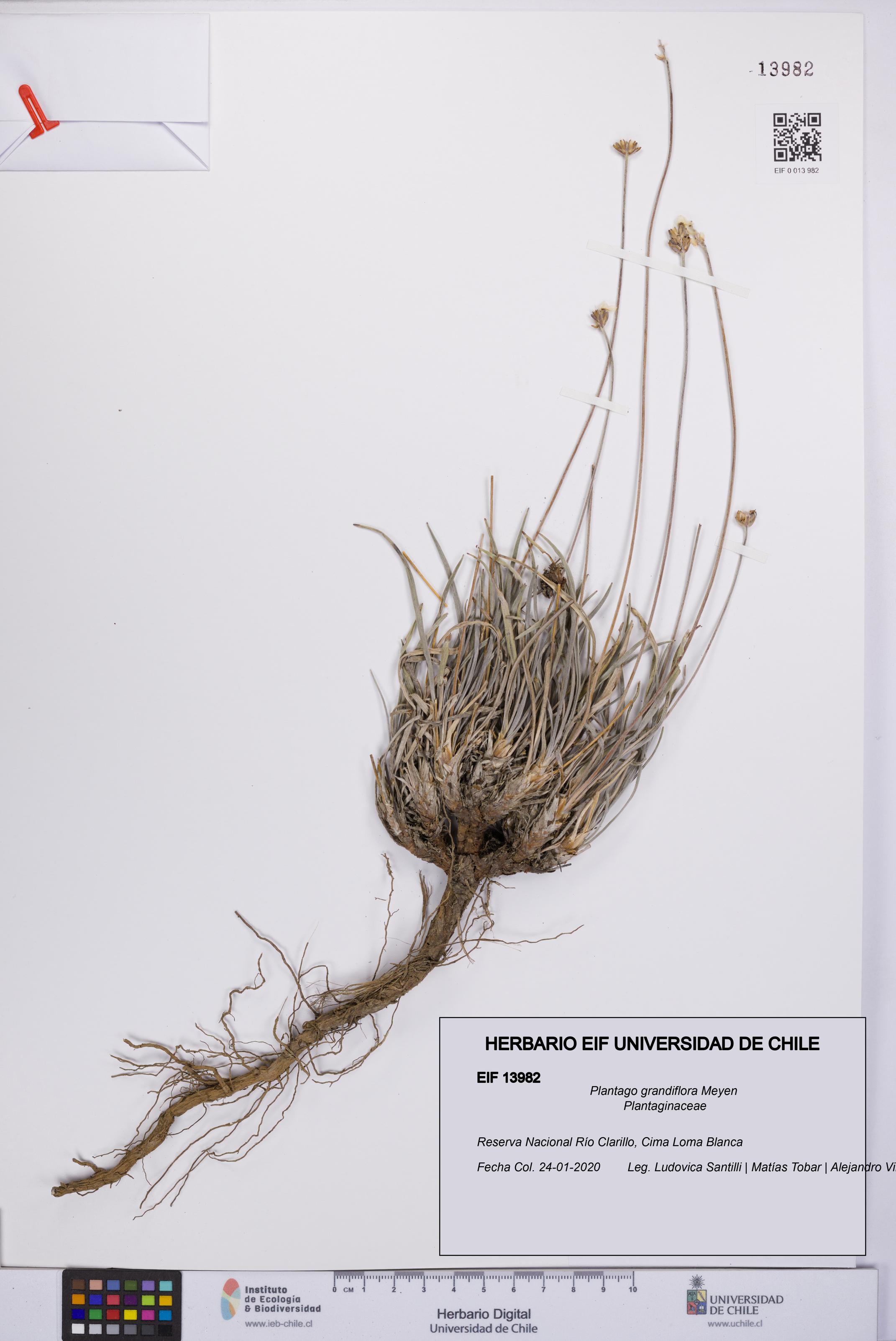 Plantago grandiflora [Espécimen: UCH:EIF:0013982]
