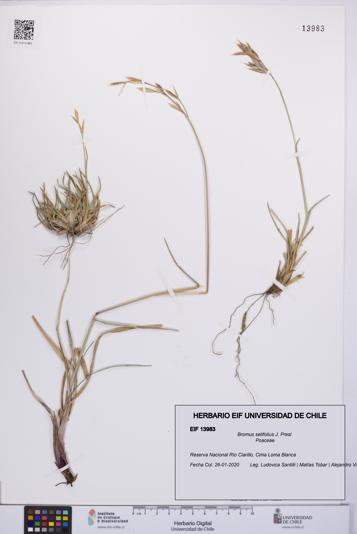 Bromus setifolius [Espécimen: UCH:EIF:0013983]