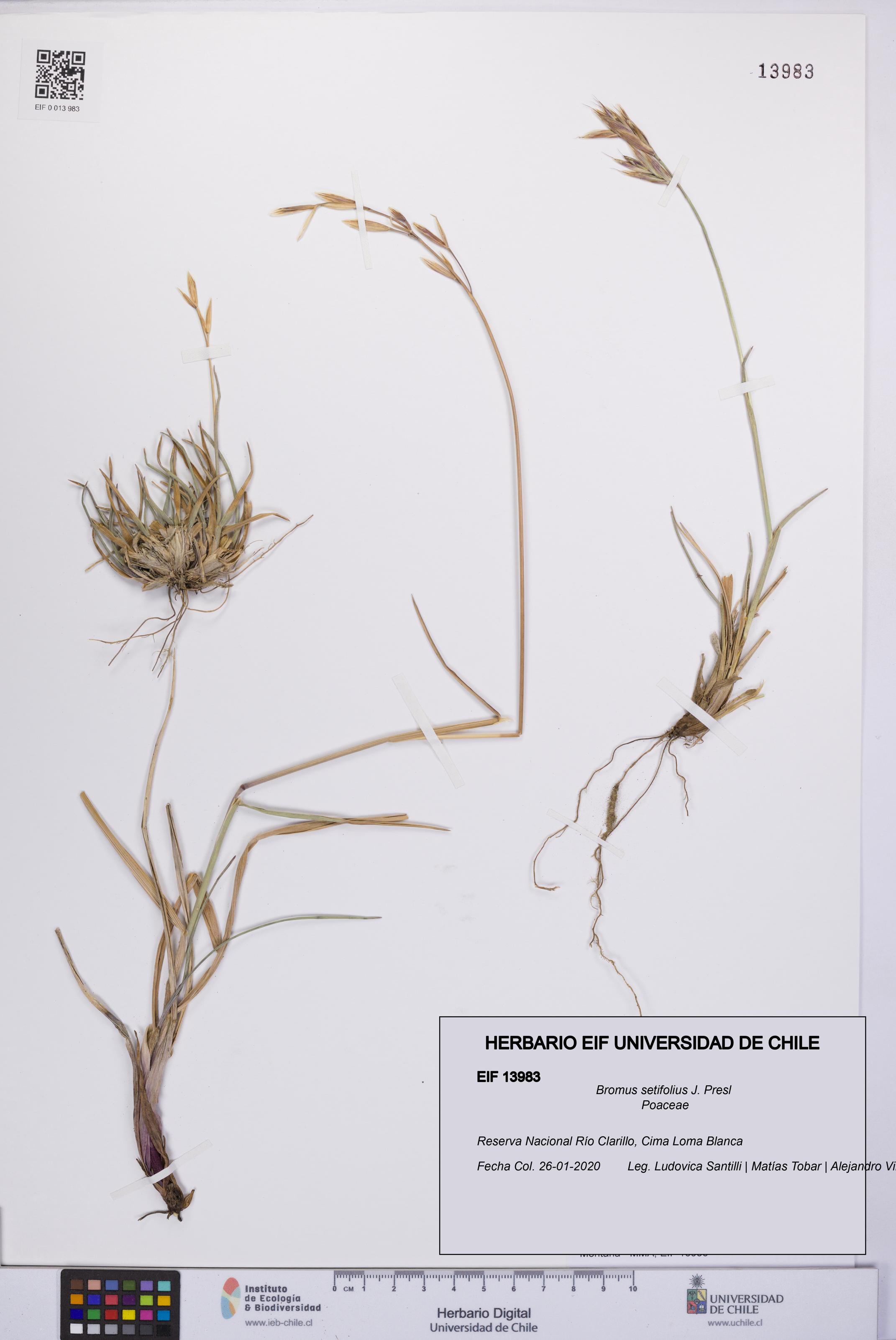 Bromus setifolius [Espécimen: UCH:EIF:0013983]