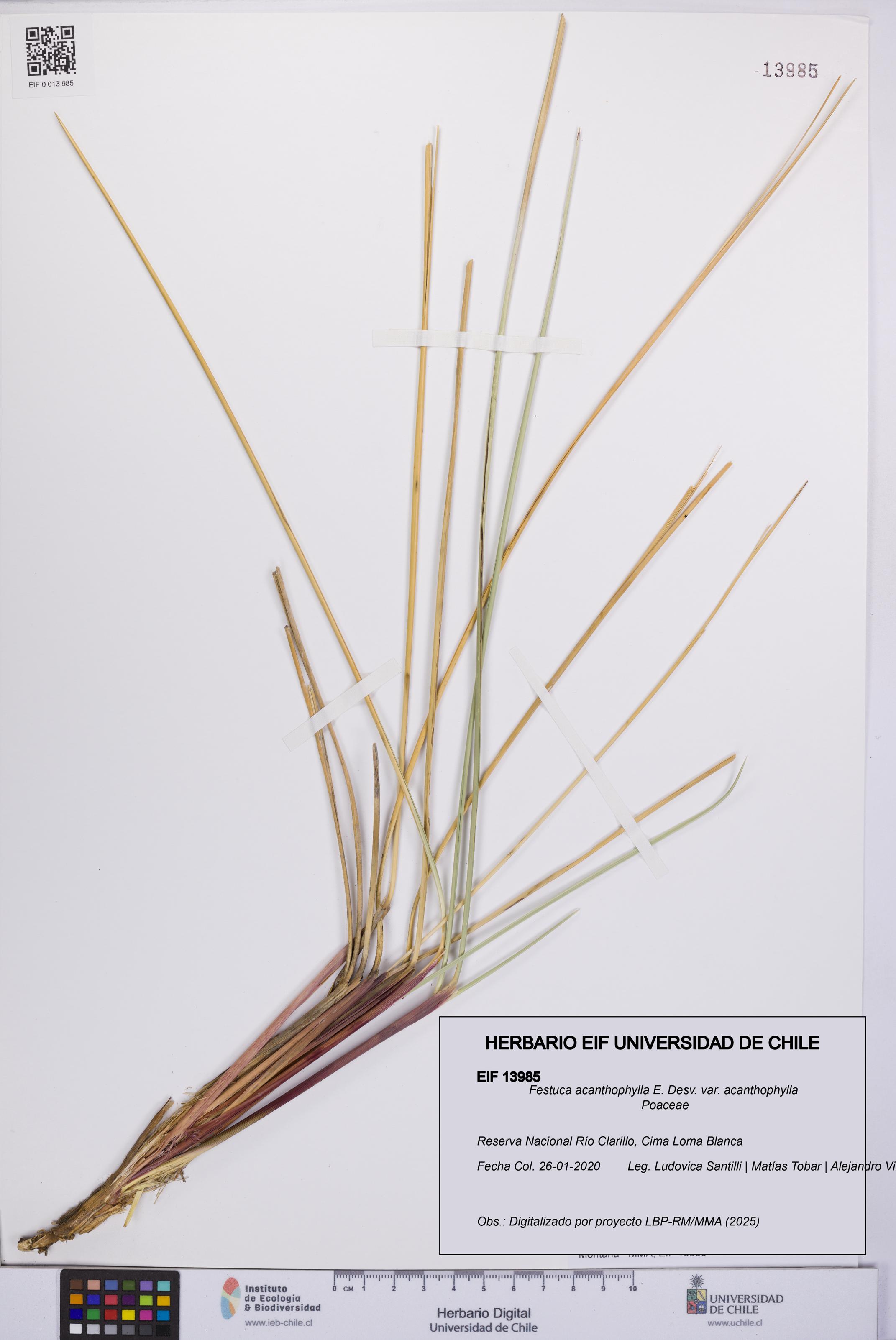 Festuca acanthophylla [Espécimen: UCH:EIF:0013985]