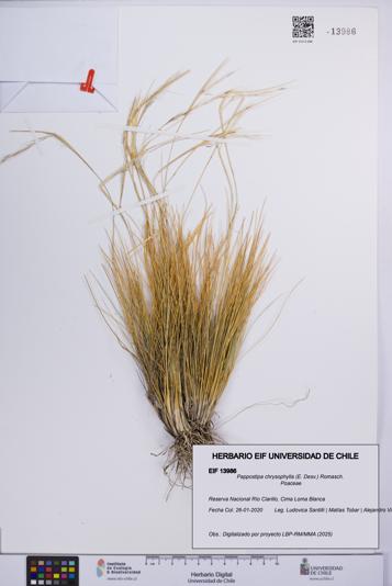 Pappostipa chrysophylla [Espécimen: UCH:EIF:0013986]