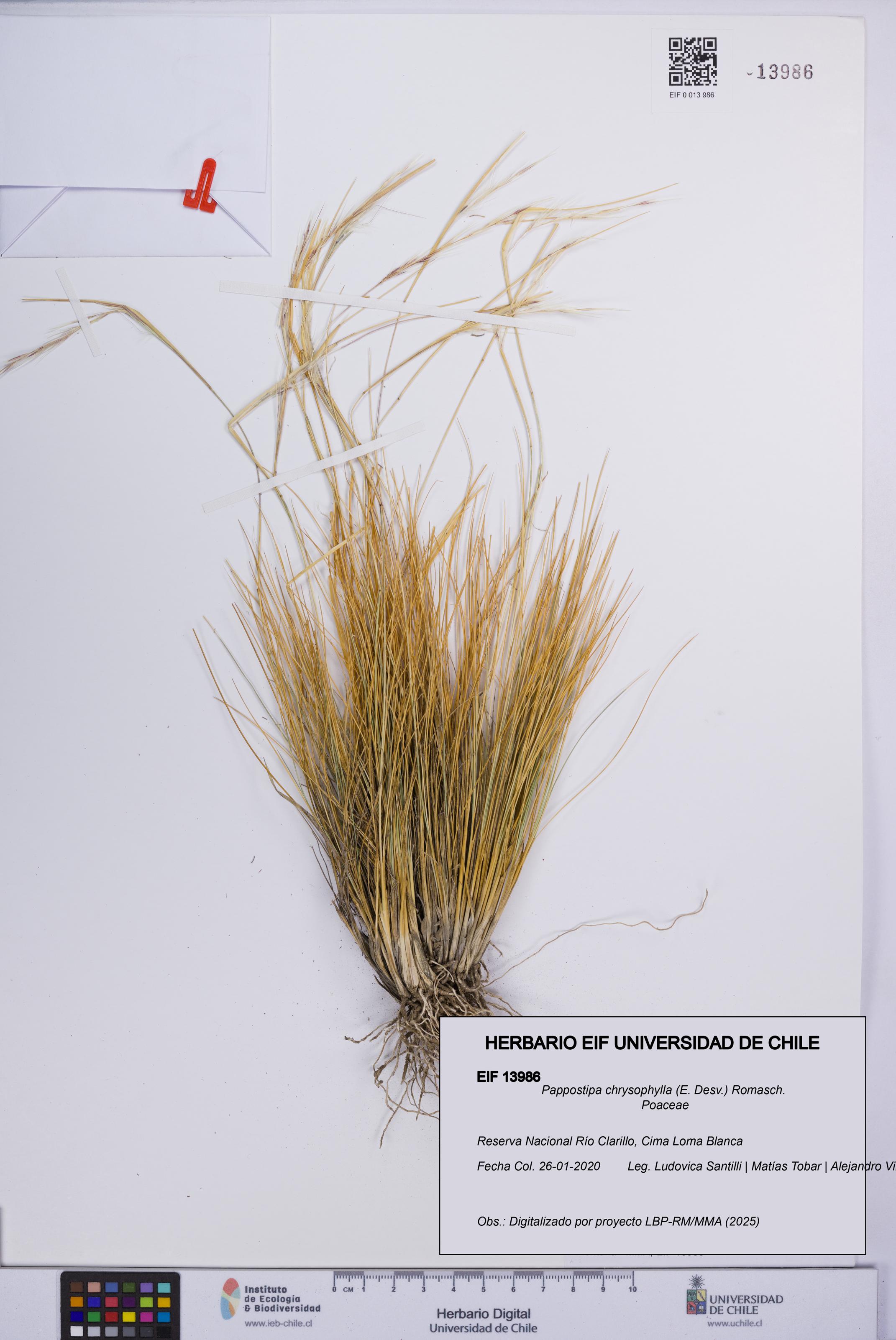 Pappostipa chrysophylla [Espécimen: UCH:EIF:0013986]