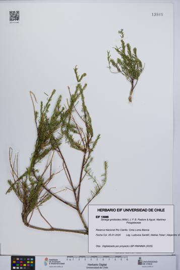 Senega gnidioides [Espécimen: UCH:EIF:0013988]