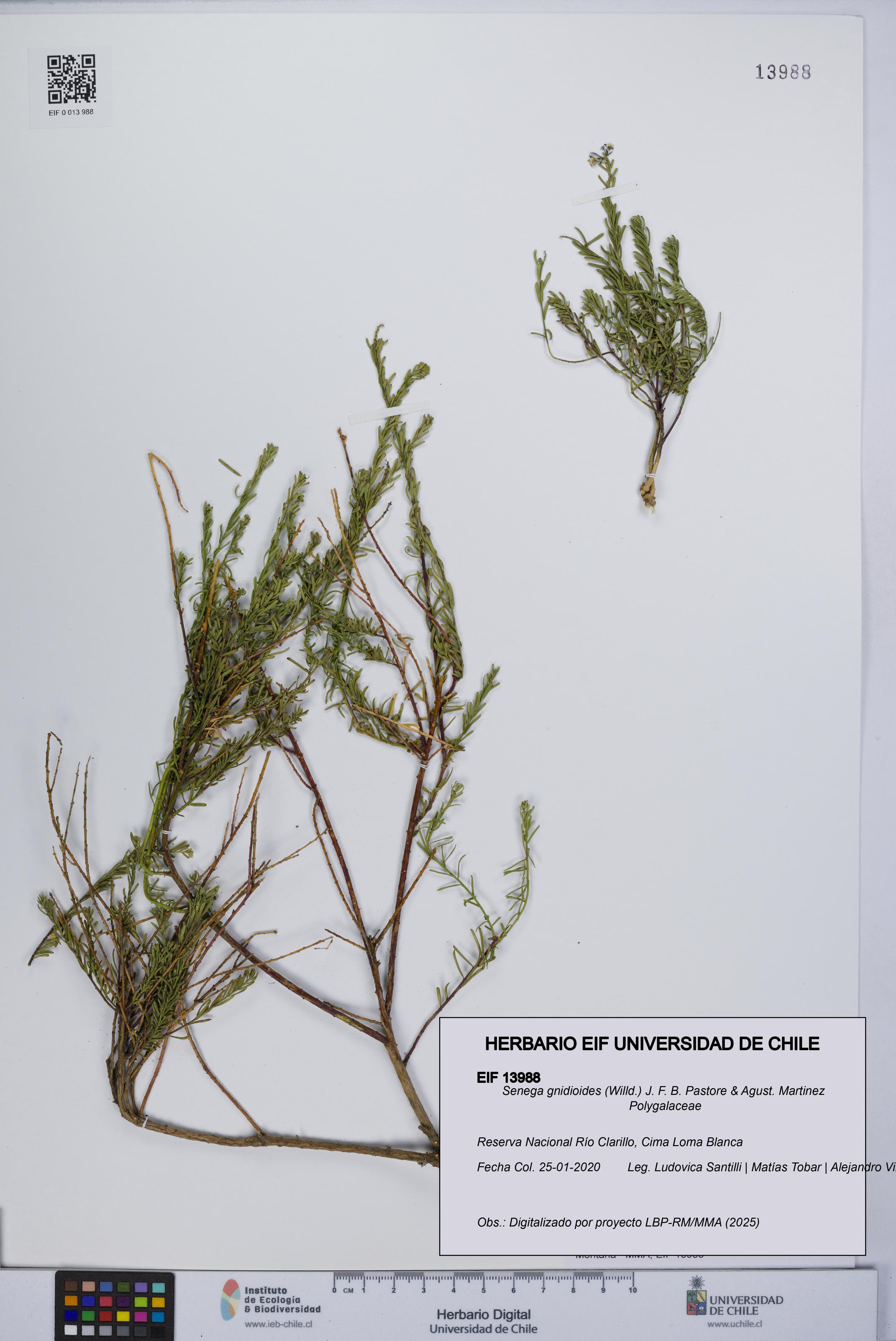 Senega gnidioides [Espécimen: UCH:EIF:0013988]