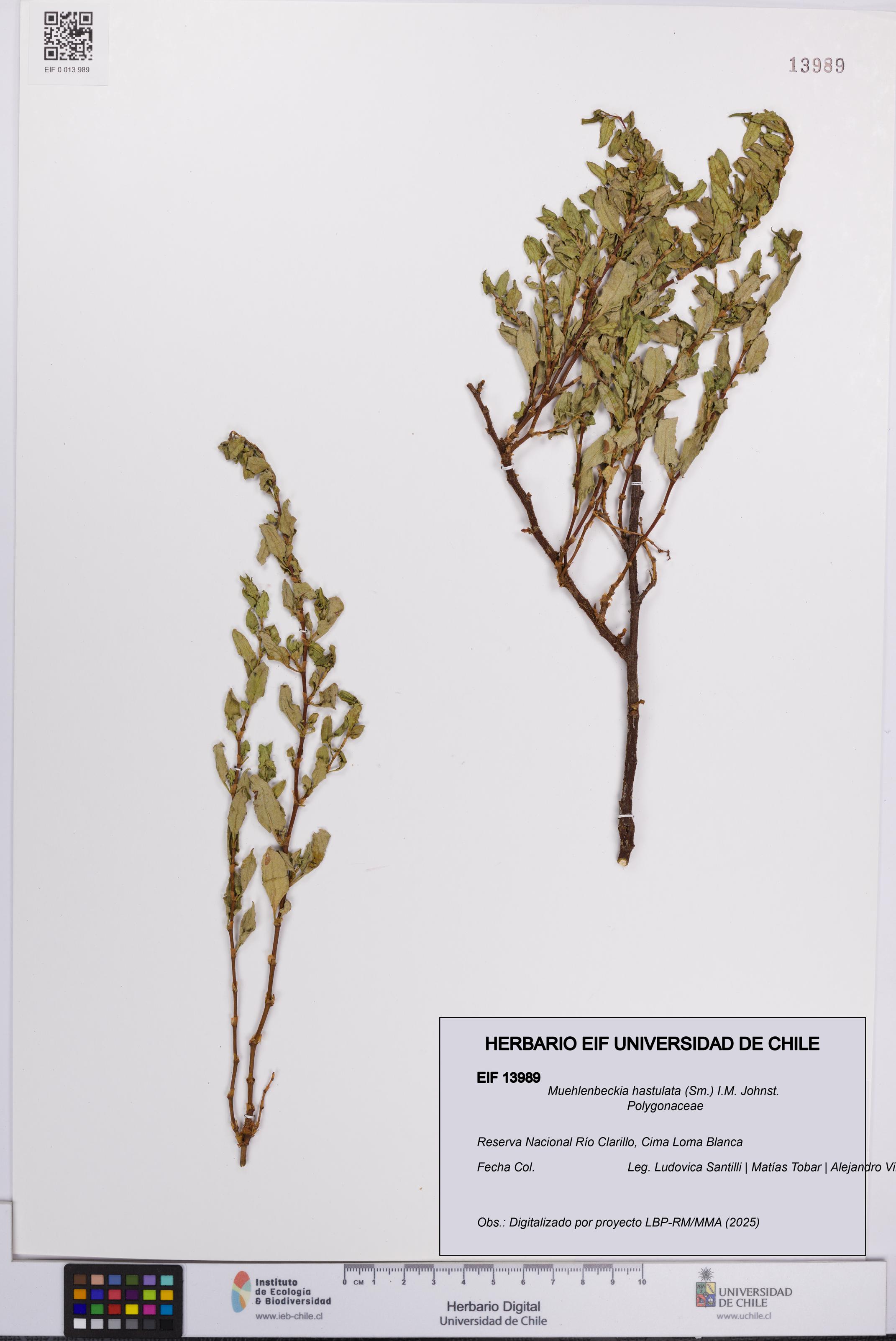 Muehlenbeckia hastulata [Espécimen: UCH:EIF:0013989]