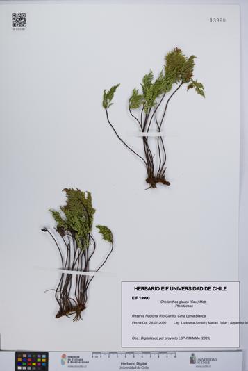 Cheilanthes glauca [Espécimen: UCH:EIF:0013990]