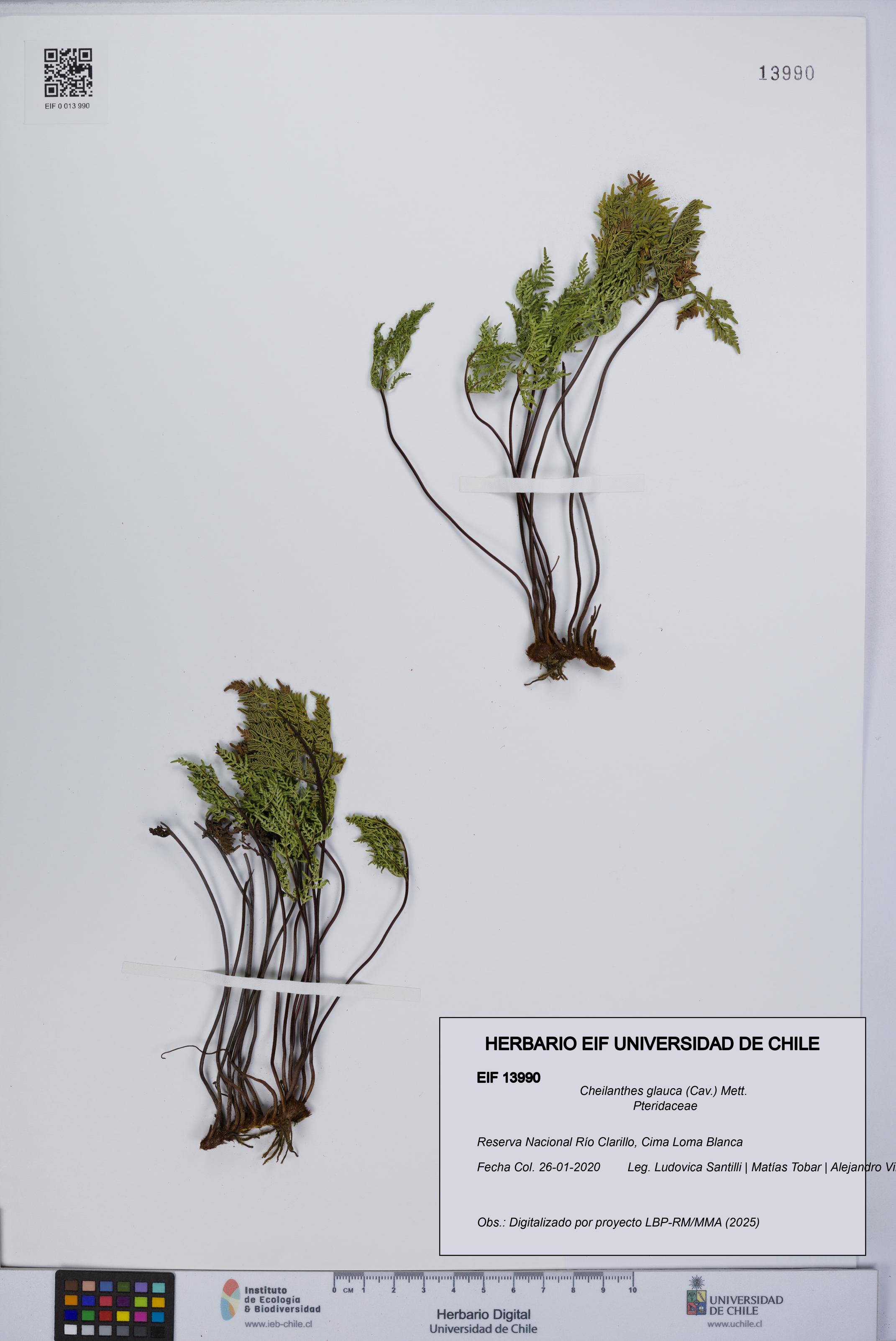 Cheilanthes glauca [Espécimen: UCH:EIF:0013990]
