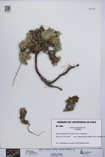 Acaena poeppigiana [Espécimen: UCH:EIF:0013991]