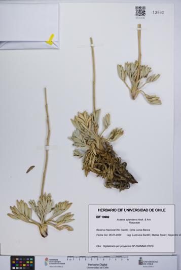 Acaena splendens [Espécimen: UCH:EIF:0013992]