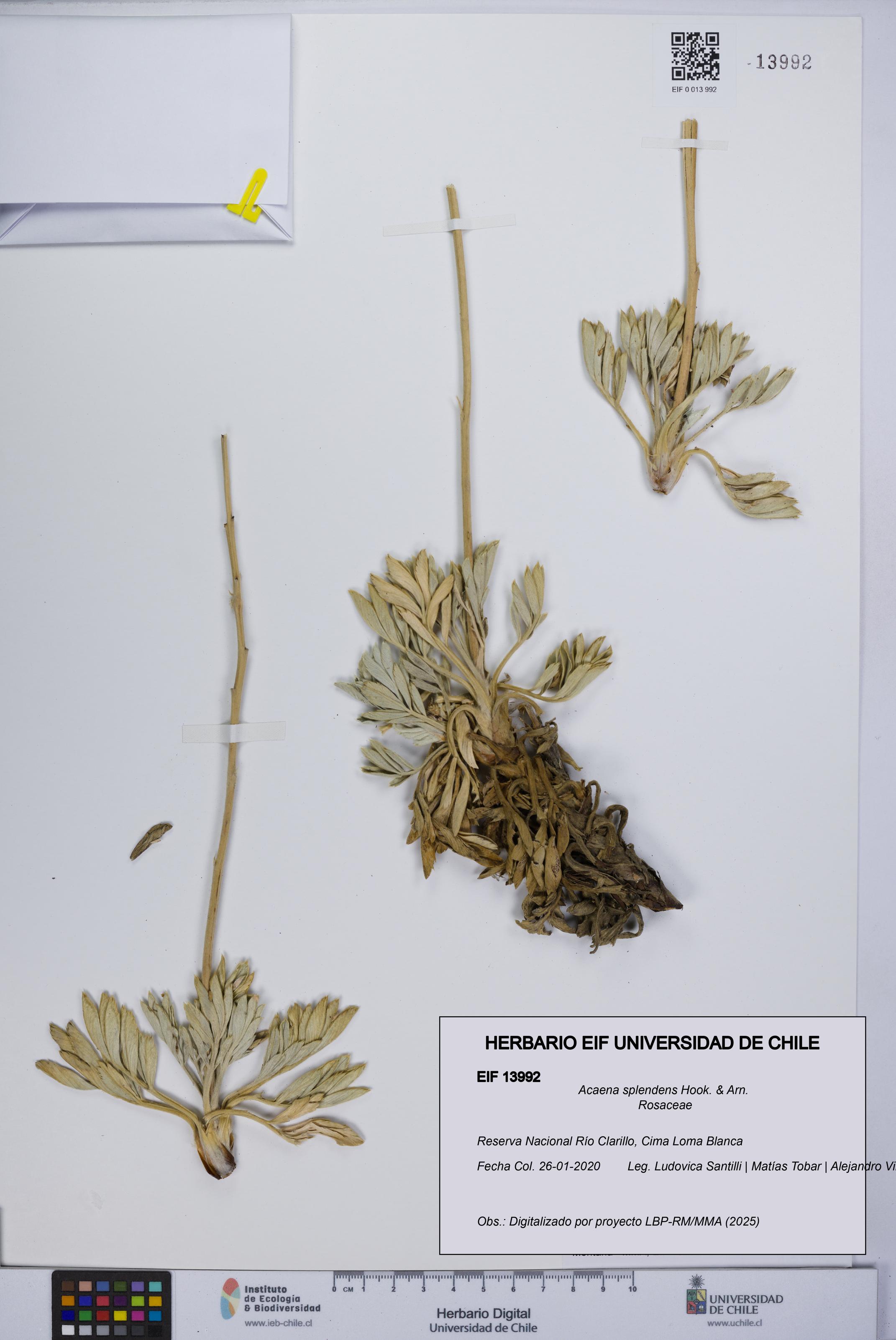 Acaena splendens [Espécimen: UCH:EIF:0013992]