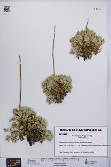 Acaena alpina [Espécimen: UCH:EIF:0013993]