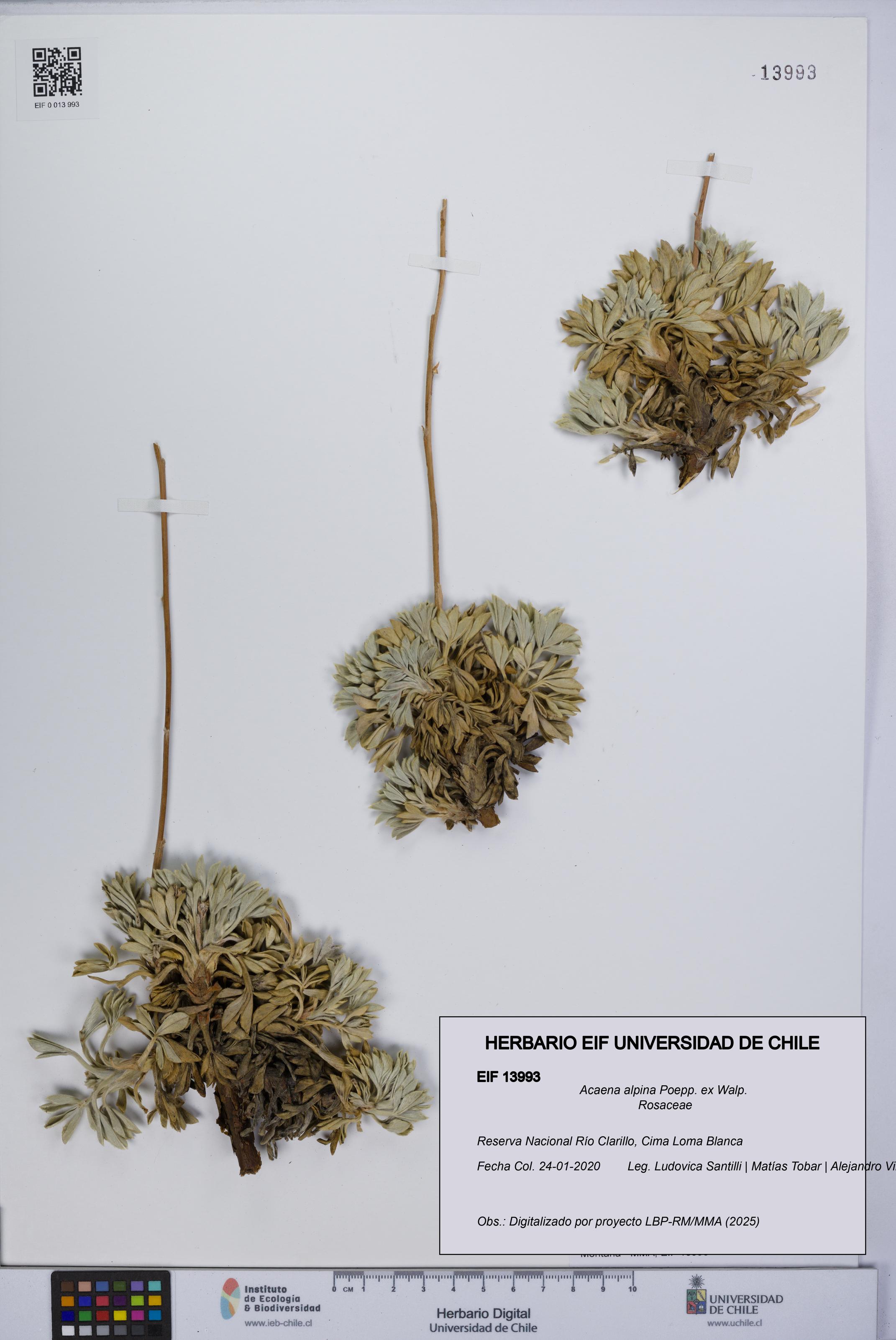 Acaena alpina [Espécimen: UCH:EIF:0013993]