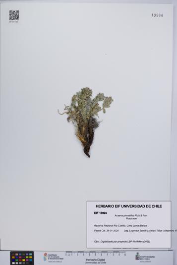 Acaena pinnatifida [Espécimen: UCH:EIF:0013994]