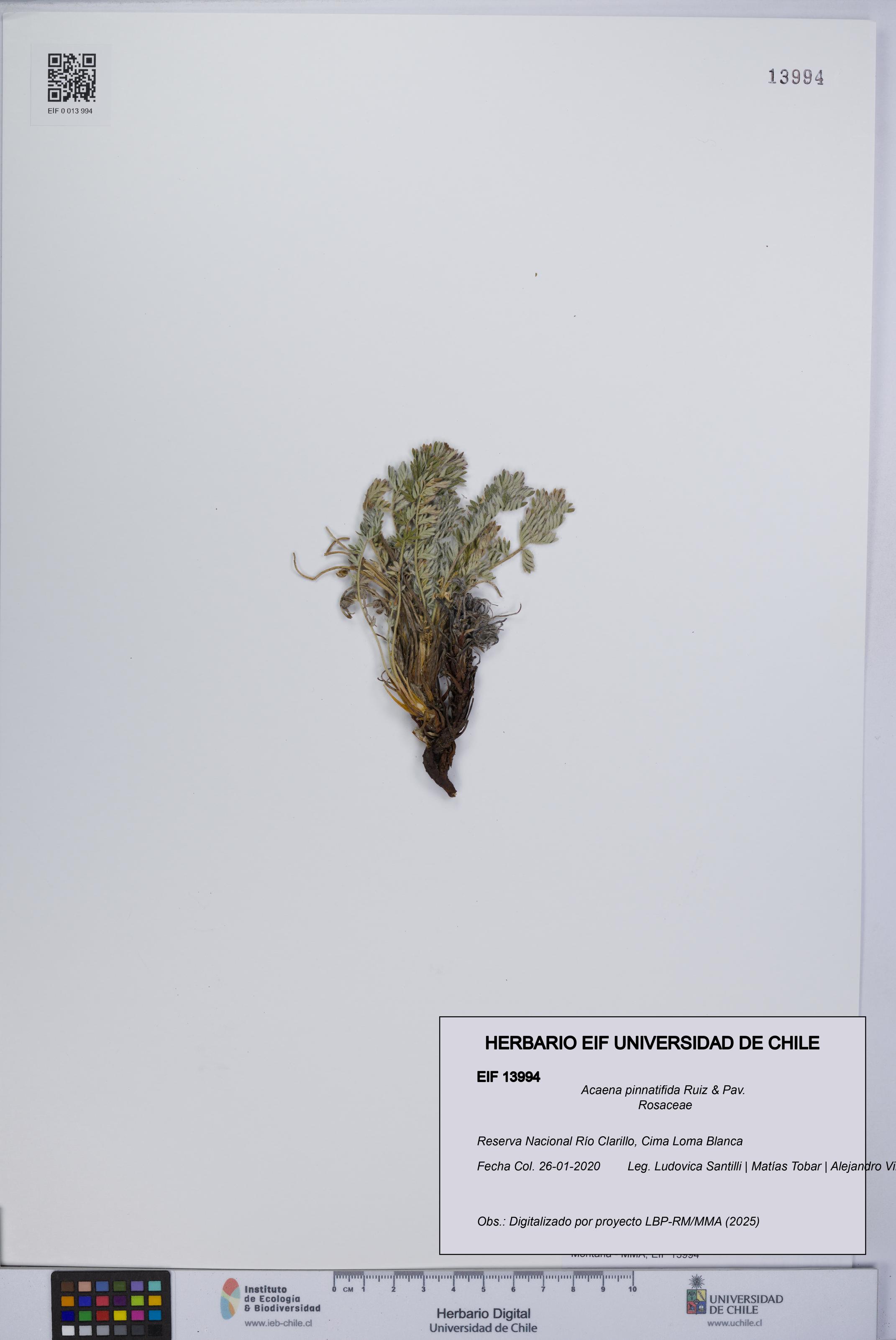 Acaena pinnatifida [Espécimen: UCH:EIF:0013994]