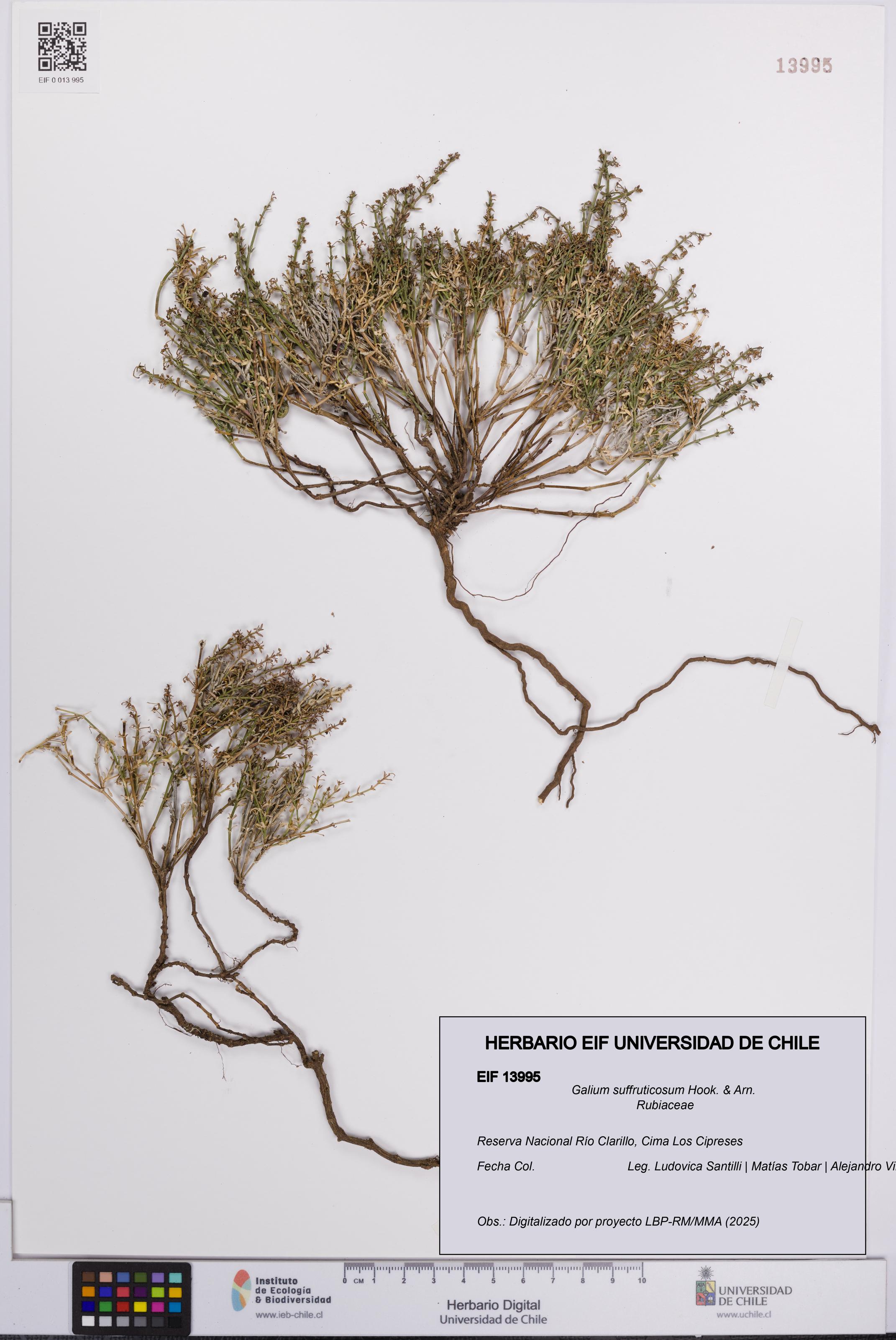 Galium suffruticosum [Espécimen: UCH:EIF:0013995]