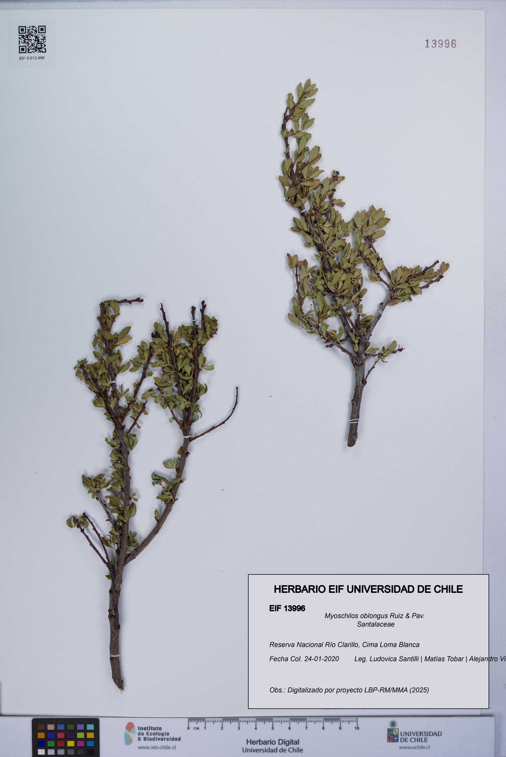 Myoschilos oblongus [Espécimen: UCH:EIF:0013996]