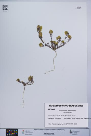 Quinchamalium chilense [Espécimen: UCH:EIF:0013997]