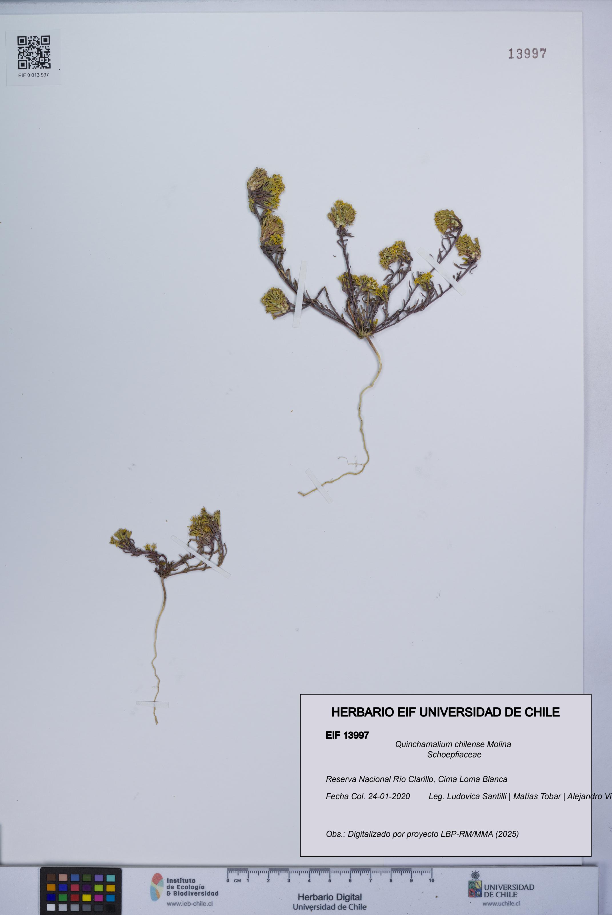 Quinchamalium chilense [Espécimen: UCH:EIF:0013997]