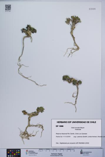 Viola truncata [Espécimen: UCH:EIF:0013998]
