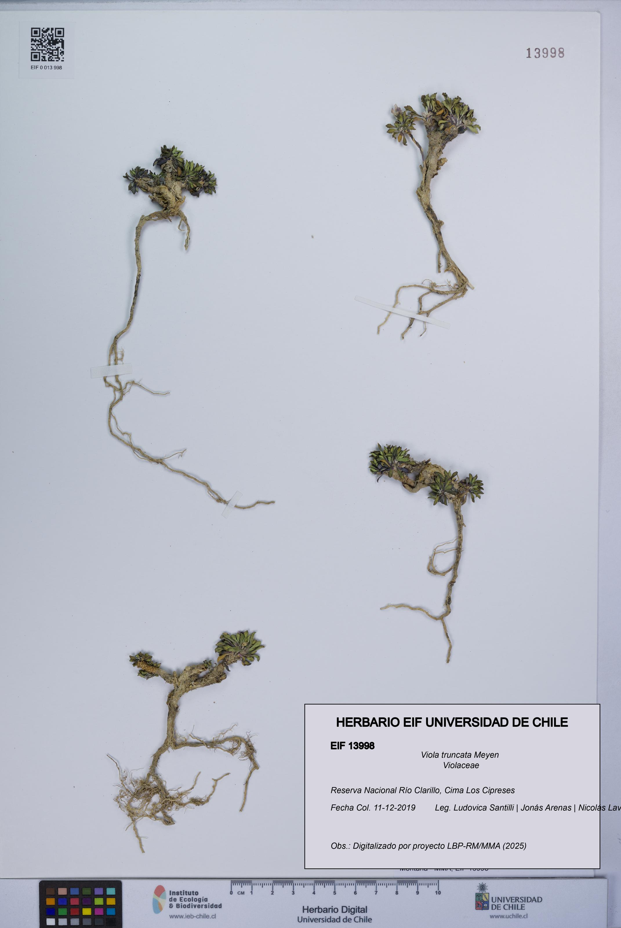 Viola truncata [Espécimen: UCH:EIF:0013998]