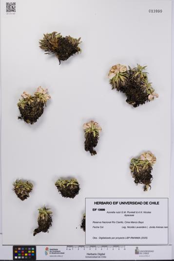 Azorella ruizii [Espécimen: UCH:EIF:0013999]