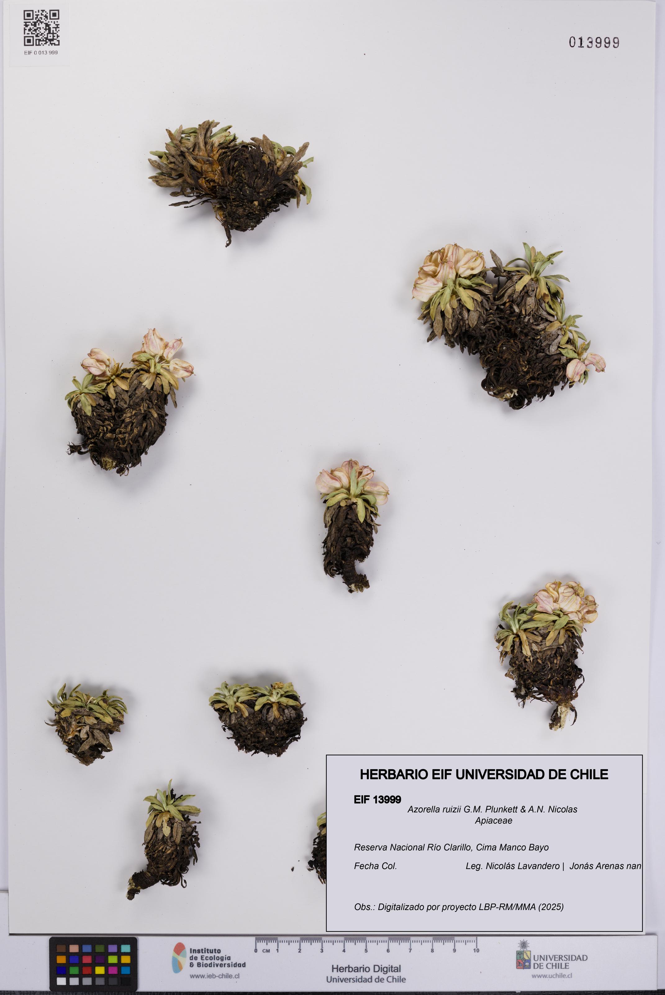 Azorella ruizii [Espécimen: UCH:EIF:0013999]