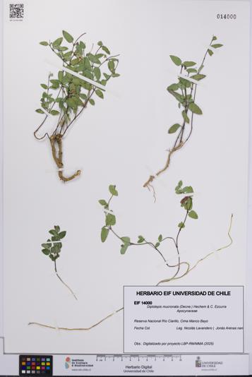 Diplolepis mucronata [Espécimen: UCH:EIF:0014000]