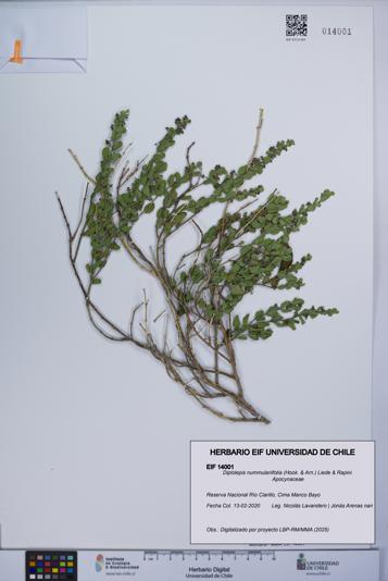 Diplolepis nummulariifolia [Espécimen: UCH:EIF:0014001]