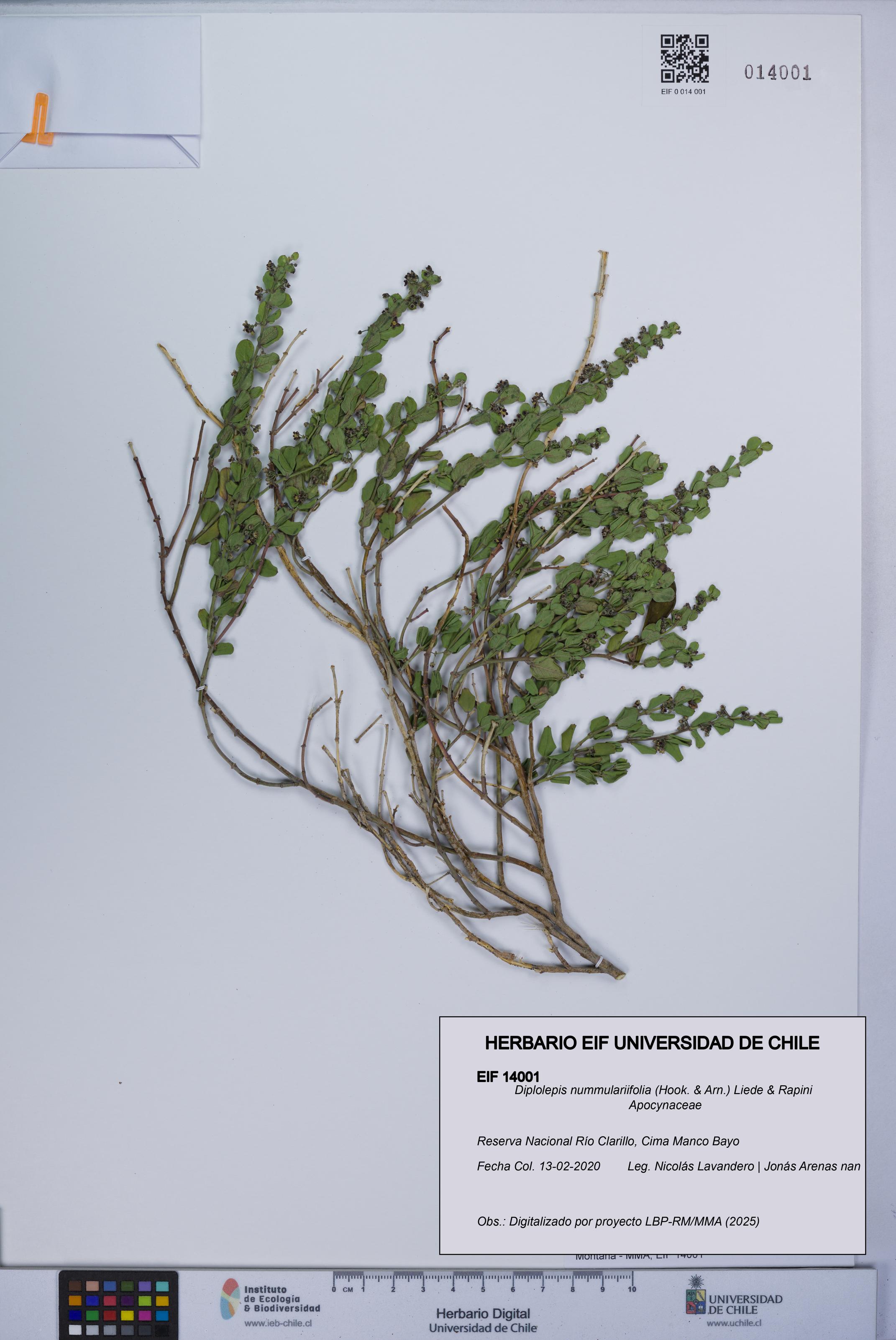 Diplolepis nummulariifolia [Espécimen: UCH:EIF:0014001]