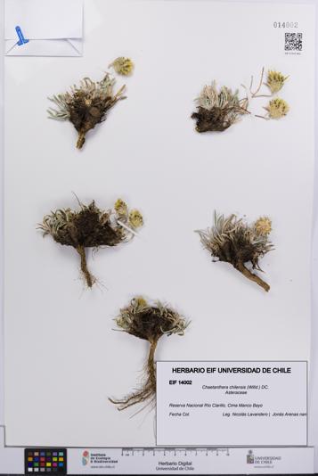 Chaetanthera chilensis [Espécimen: UCH:EIF:0014002]
