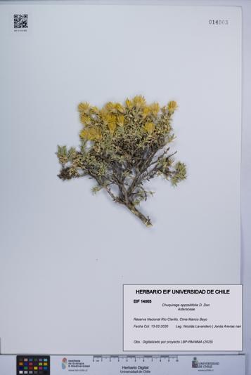 Chuquiraga oppositifolia [Espécimen: UCH:EIF:0014003]