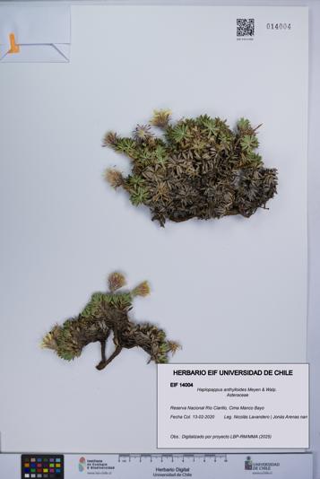 Haplopappus anthylloides [Espécimen: UCH:EIF:0014004]