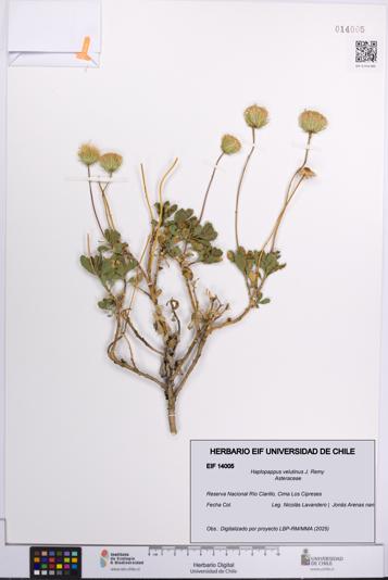 Haplopappus velutinus [Espécimen: UCH:EIF:0014005]