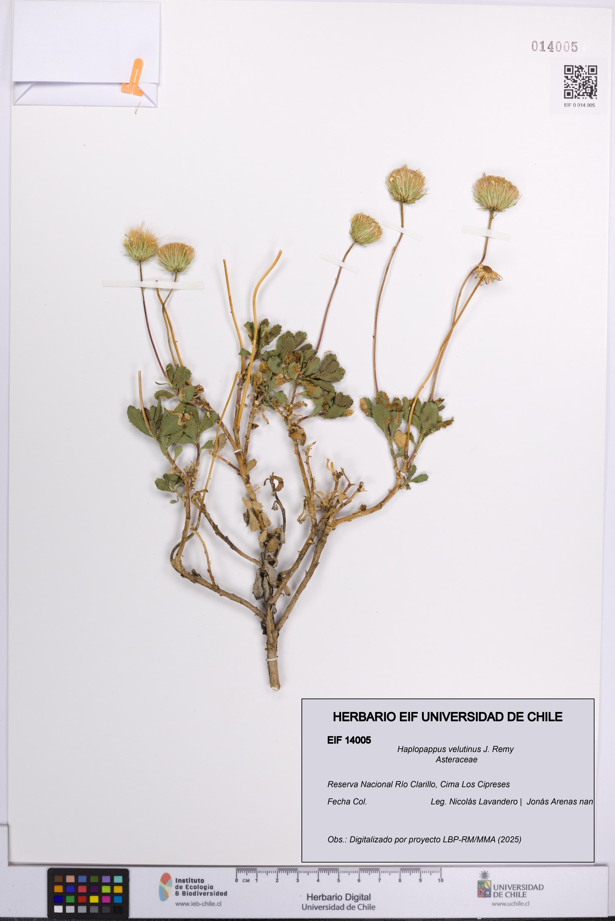 Haplopappus velutinus [Espécimen: UCH:EIF:0014005]