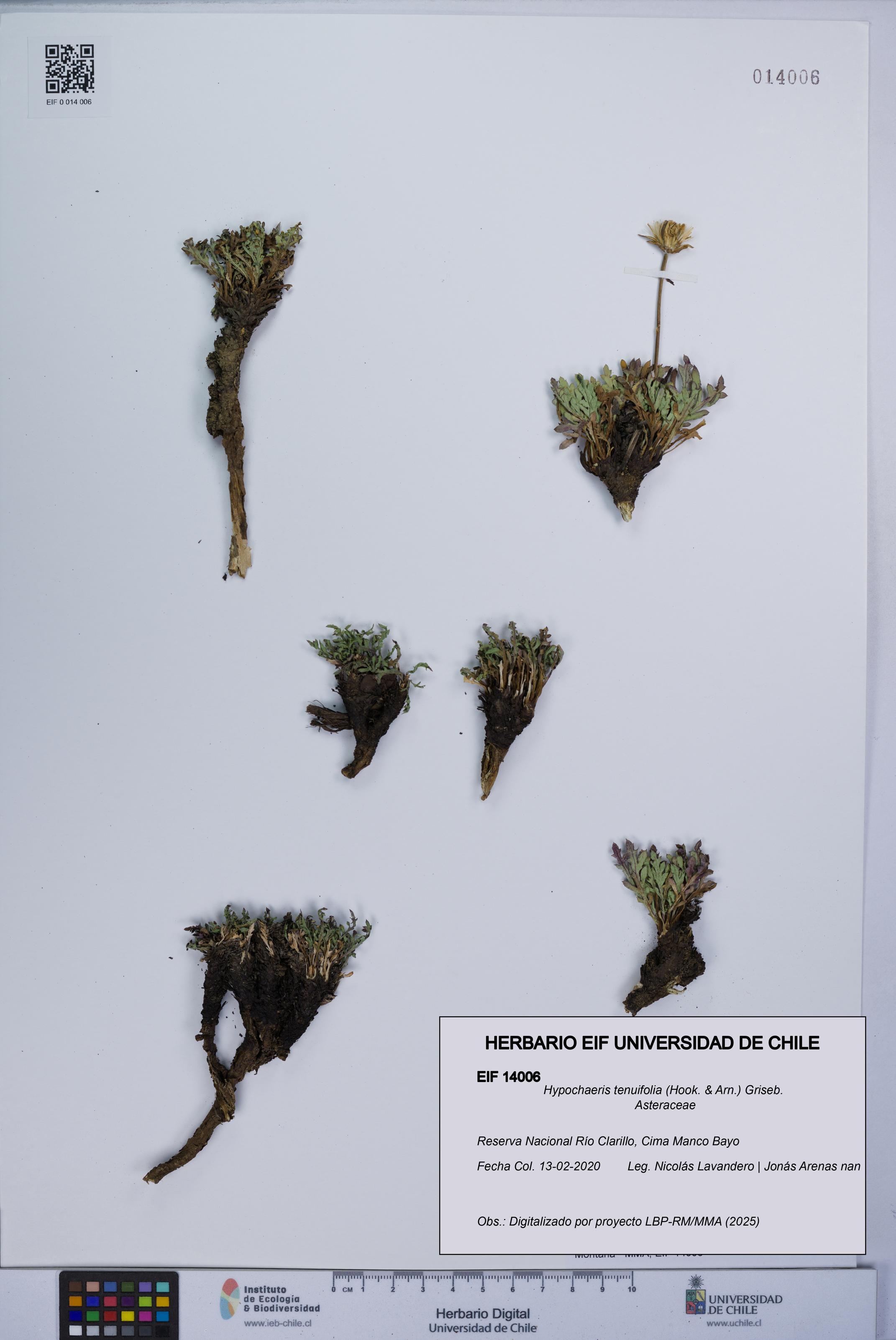 Hypochaeris tenuifolia [Espécimen: UCH:EIF:0014006]