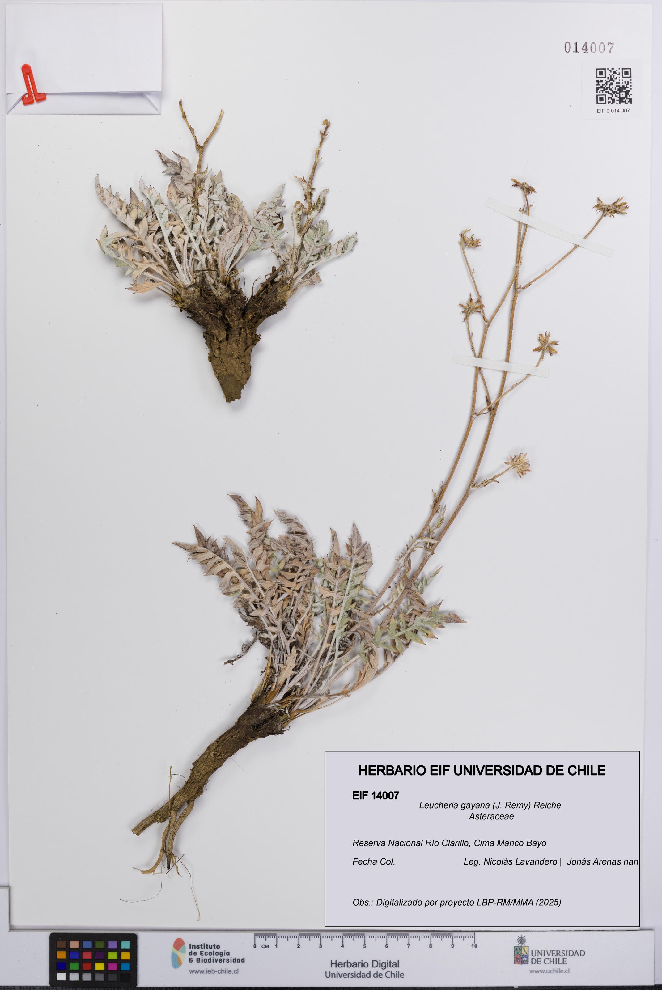 Leucheria gayana [Espécimen: UCH:EIF:0014007]