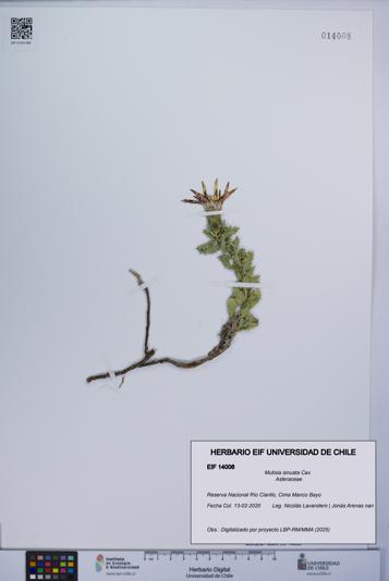 Mutisia sinuata [Espécimen: UCH:EIF:0014008]