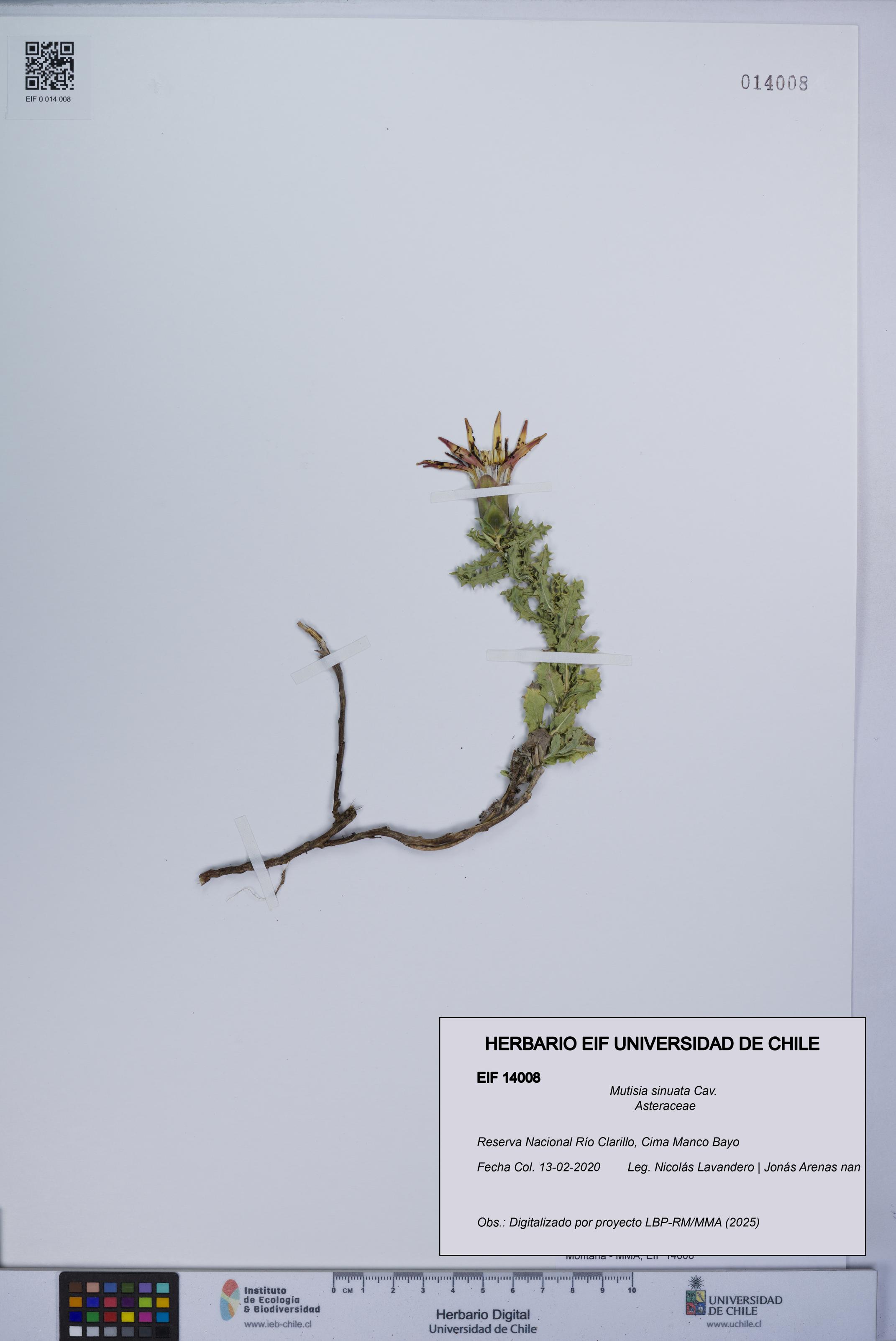 Mutisia sinuata [Espécimen: UCH:EIF:0014008]