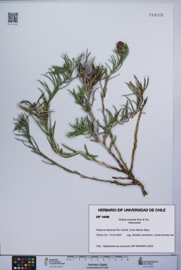Mutisia subulata [Espécimen: UCH:EIF:0014009]
