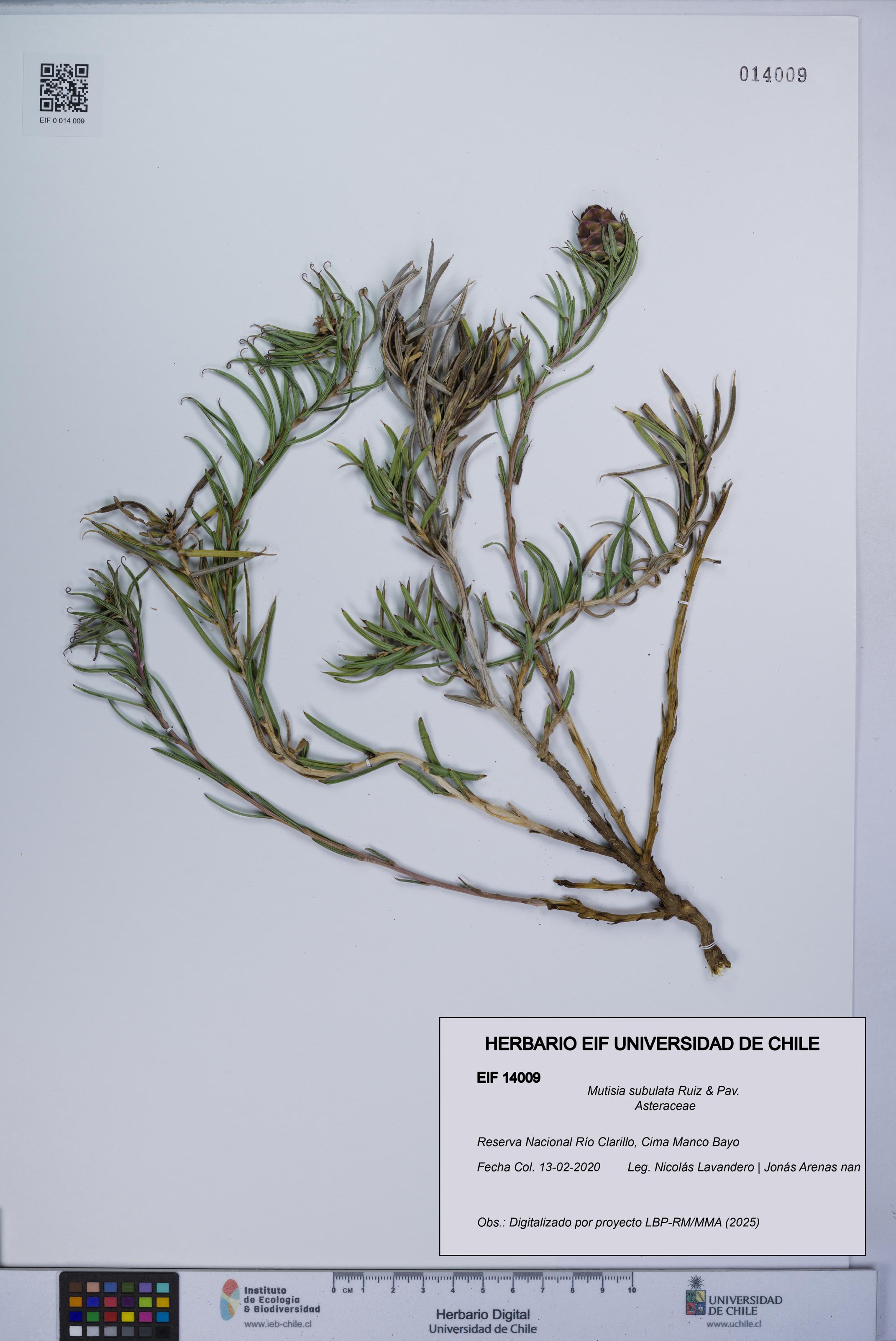 Mutisia subulata [Espécimen: UCH:EIF:0014009]