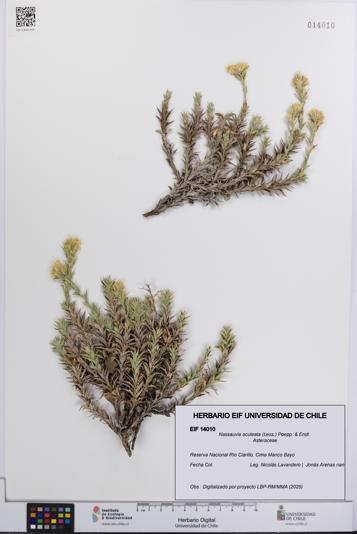 Nassauvia aculeata [Espécimen: UCH:EIF:0014010]